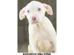 Adopt Saul a White Mixed Breed (Medium) / Mixed dog in Shreveport, LA (41372059)