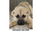 Adopt Sancho a Tan/Yellow/Fawn Mixed Breed (Medium) / Mixed dog in Shreveport