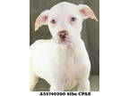 Adopt Sara a White Mixed Breed (Medium) / Mixed dog in Shreveport, LA (41371803)