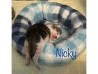 Adopt Nicky a White Domestic Shorthair / Mixed Breed (Medium) / Mixed (short