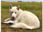 Adopt Major a White Husky / Mixed dog in Mesquite, TX (41331083)