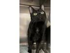 Adopt Clicker a All Black Domestic Shorthair / Domestic Shorthair / Mixed cat in