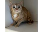 Adopt Kitty a Orange or Red Domestic Shorthair / Domestic Shorthair / Mixed cat