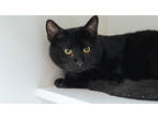 Adopt Aspen a All Black Domestic Mediumhair / Domestic Shorthair / Mixed cat in