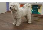 Adopt 84908 Monty a White Poodle (Standard) / Mixed dog in Spanish Fork