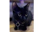 Adopt Loki a All Black Bombay / Mixed (short coat) cat in Amesbury