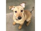 Adopt JAR-JAR-BINKS a Tan/Yellow/Fawn Terrier (Unknown Type