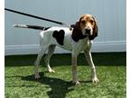Adopt Adeline a Tan/Yellow/Fawn Coonhound (Unknown Type) / Mixed Breed (Medium)