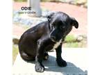 Adopt Odie-9041 a Black Schnauzer (Miniature) / Mixed Breed (Medium) / Mixed