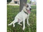 Adopt Link a White Australian Cattle Dog / Mixed Breed (Medium) / Mixed (short