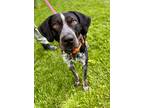 Adopt ODIN a Gray/Blue/Silver/Salt & Pepper Bluetick Coonhound / Mixed dog in