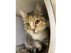 Adopt Dressing a Brown or Chocolate Domestic Shorthair / Domestic Shorthair /