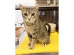 Adopt Sassy 41044 a Domestic Shorthair / Mixed cat in Pocatello, ID (41372098)