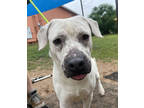 Adopt I'm Batman a White American Pit Bull Terrier / Mixed Breed (Medium) /