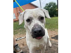 Adopt I'm Batman a White American Pit Bull Terrier / Mixed dog in San Marcos