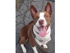 Adopt Nova a Brown/Chocolate Husky / Mixed dog in South Abington Township