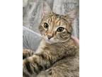 Adopt Princess Plum a Brown Tabby Domestic Shorthair (short coat) cat in North