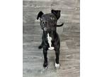 Adopt Matrix a Black - with White Mixed Breed (Medium) / Mixed Breed (Medium) /