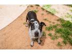 Adopt Emmy a Black - with Gray or Silver Mixed Breed (Medium) / Mixed dog in