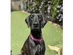 Adopt Registration a Great Dane / Mixed dog in Oceanside, CA (41344717)