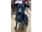 Adopt Oliver -ME a Merle Catahoula Leopard Dog / Mixed dog in Warren