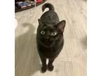 Adopt Tetsu a All Black Domestic Shorthair / Mixed (short coat) cat in Raleigh