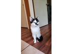 Adopt Mochi a White (Mostly) Domestic Shorthair / Mixed (short coat) cat in