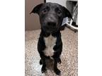 Adopt Sweet Boy a Black - with White Labrador Retriever / Mixed dog in Houston