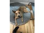 Adopt Rowdy a Red/Golden/Orange/Chestnut Australian Cattle Dog / Mixed dog in