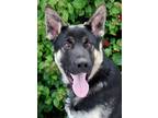 Adopt Lasso von Linnich a Black - with Tan, Yellow or Fawn German Shepherd Dog /