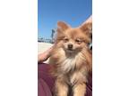 Adopt Simba a Brown/Chocolate Pomeranian / Mixed dog in Ontario, CA (41371939)