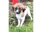 Adopt Flasher a Tricolor (Tan/Brown & Black & White) Great Pyrenees / Mixed dog
