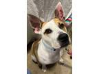 Adopt Louisville “Louie” Slugger a American Pit Bull Terrier / Mixed dog in