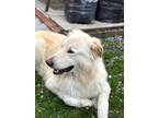 Adopt Blue a Tan/Yellow/Fawn - with White Great Pyrenees / German Shepherd Dog /