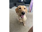 Adopt Penny a Tan/Yellow/Fawn - with White Labrador Retriever / Golden Retriever