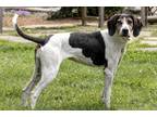 Adopt Hazel a White Treeing Walker Coonhound / Mixed Breed (Medium) / Mixed
