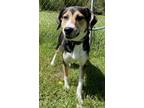 Adopt Juniper a Black Beagle / Mixed Breed (Medium) / Mixed (short coat) dog in