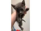 Adopt 55806687 a Gray or Blue Domestic Shorthair / Domestic Shorthair / Mixed