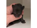 Adopt 55742545 a All Black Domestic Shorthair / Domestic Shorthair / Mixed cat