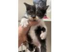 Adopt 55822256 a All Black Domestic Shorthair / Domestic Shorthair / Mixed cat