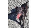 Adopt Daisy a Black American Pit Bull Terrier / Mixed Breed (Medium) / Mixed