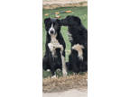 Adopt Alpha a Black Border Collie / Mixed dog in Fresno, CA (41371847)