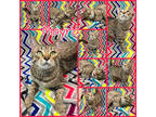 Adopt Mayra a Tan or Fawn Domestic Shorthair / Domestic Shorthair / Mixed cat in