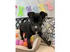 Adopt Dolly a Black Labrador Retriever / Mixed dog in Cashiers, NC (41371836)