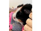 Adopt JELLY 2 a Yellow Guinea Pig / Guinea Pig / Mixed (short coat) small animal