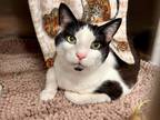 Adopt WINSTON a All Black Domestic Shorthair / Mixed (short coat) cat in