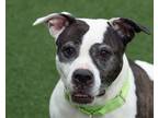 Adopt Zoey a White American Pit Bull Terrier / Mixed Breed (Medium) / Mixed