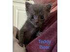 Adopt Teddy Bear a Gray or Blue Domestic Mediumhair / Domestic Shorthair / Mixed