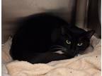 Adopt Mini a All Black Domestic Shorthair / Domestic Shorthair / Mixed cat in