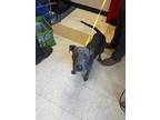 Adopt 55848178 a Gray/Blue/Silver/Salt & Pepper American Pit Bull Terrier /